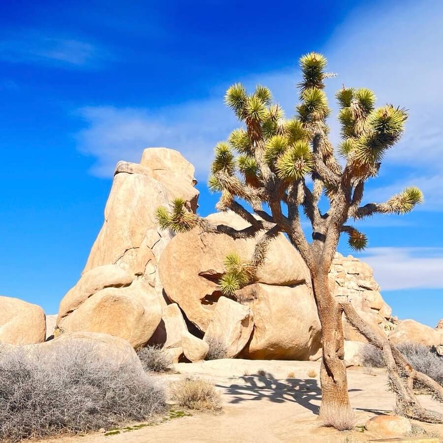 joshua tree national park 2