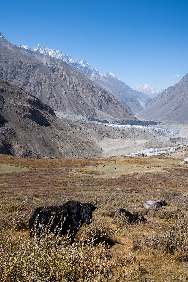 a yak looking back at the camera as seen with the hindu kush mountains and a white glacier in the background