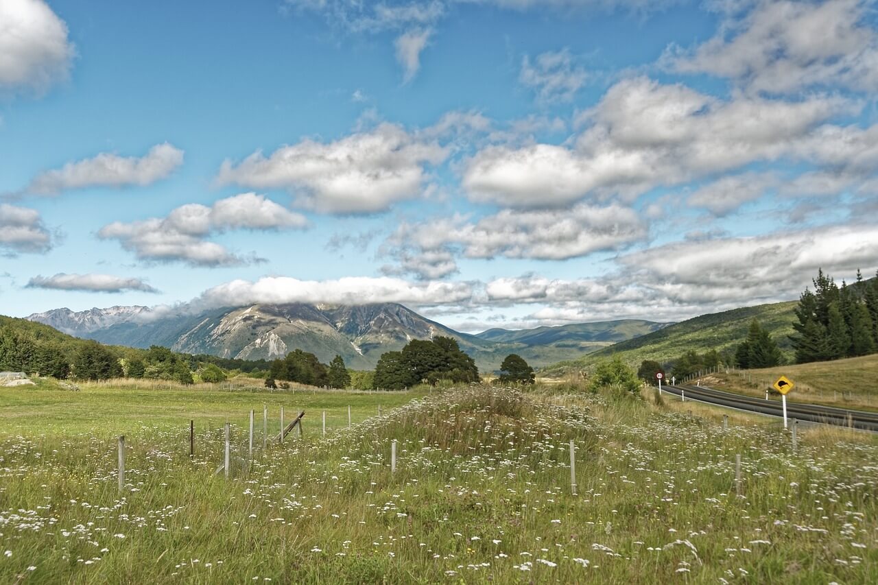 A field of wildflowers with mountains in the background at Mount Richmond forest park New Zealand