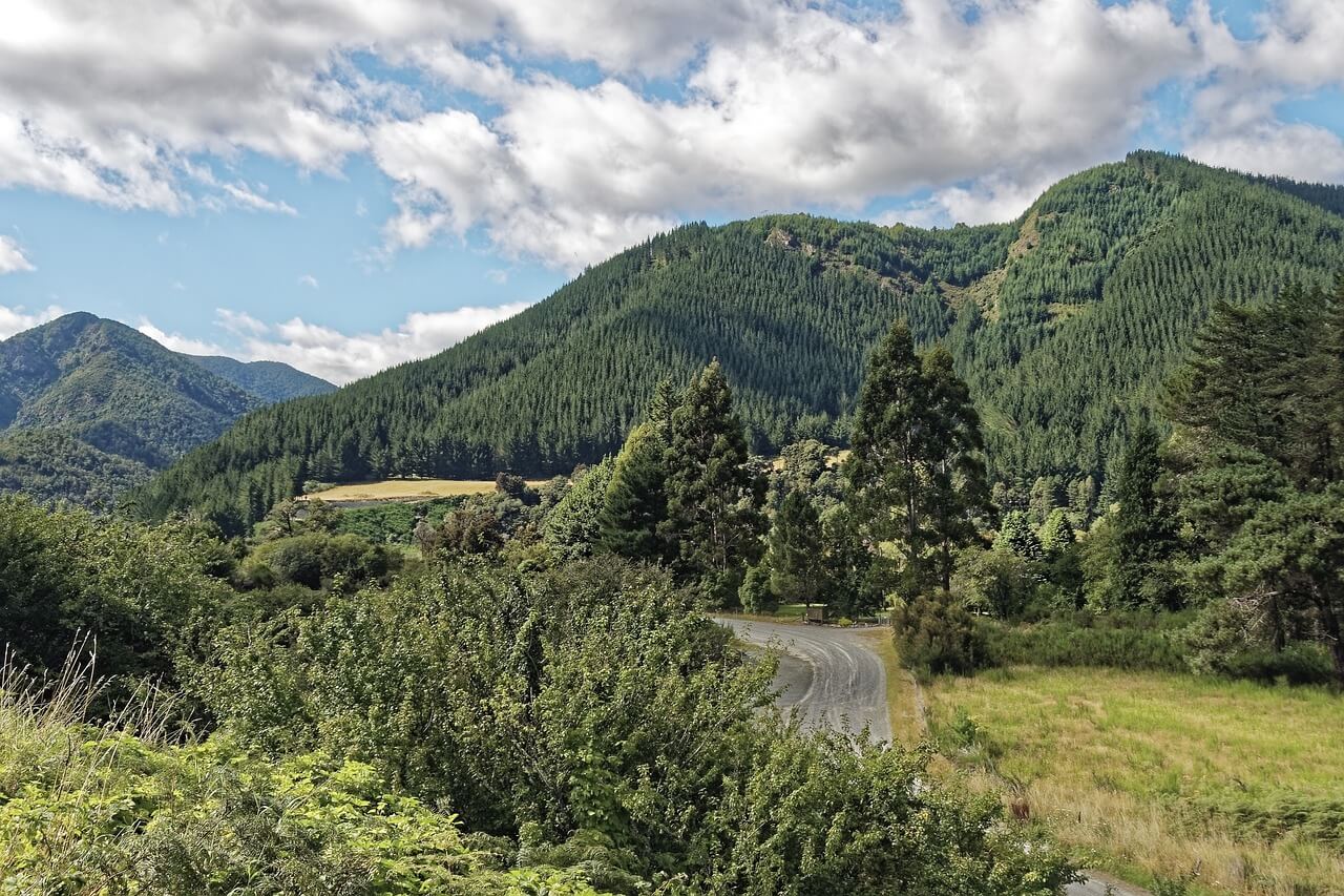 A winding road through a forest with lush trees on both sides in New Zealand