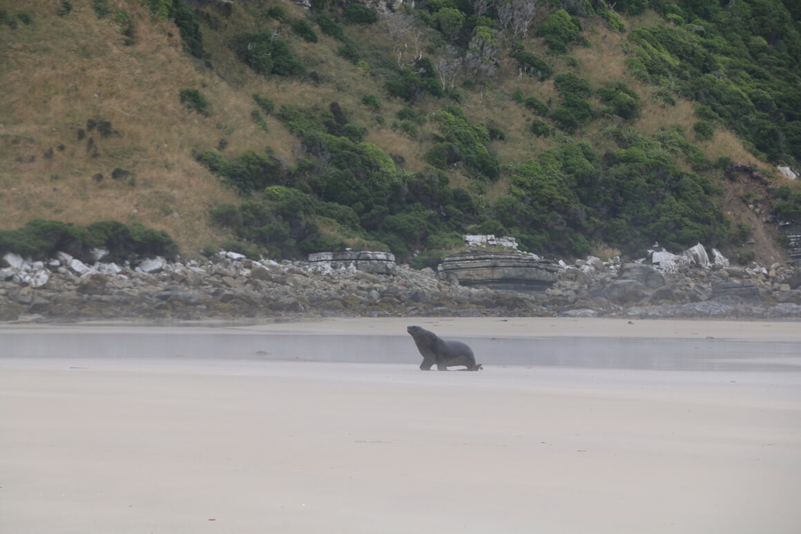 sea lion on the beach in the catlins, new zealand