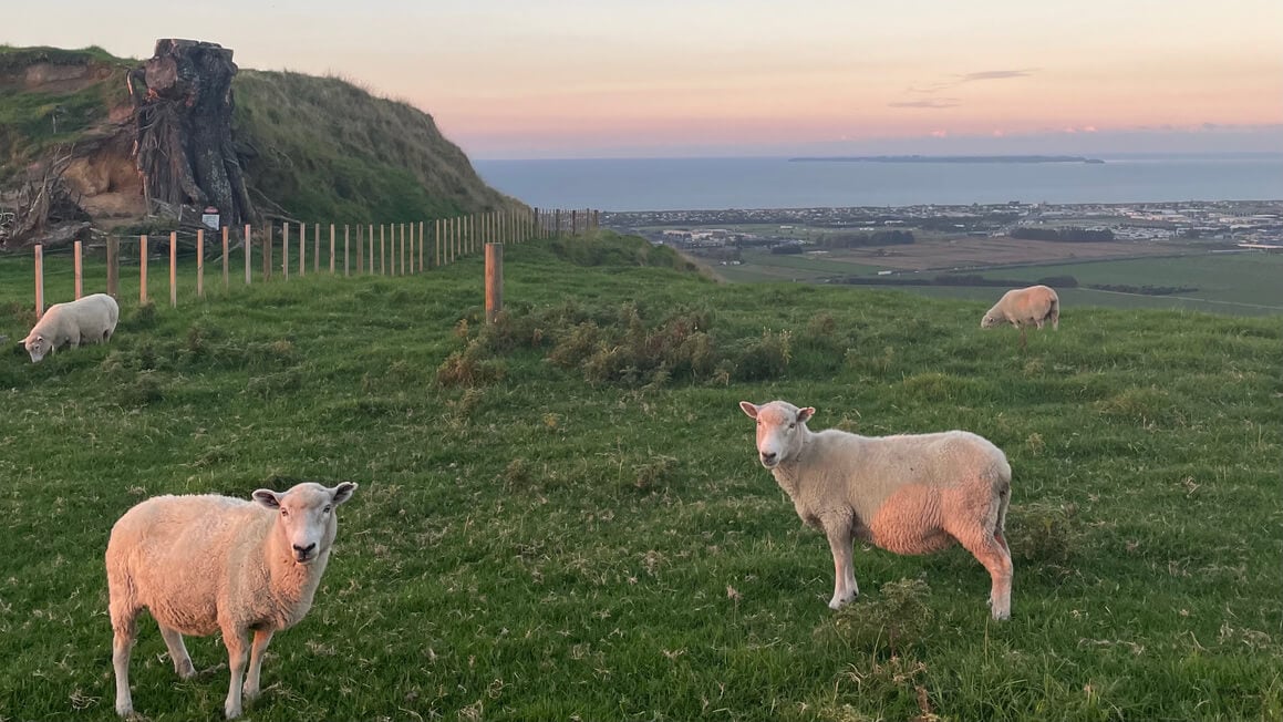 Sheep on Papamoa Hills at sunset, Tauranga, New Zealand