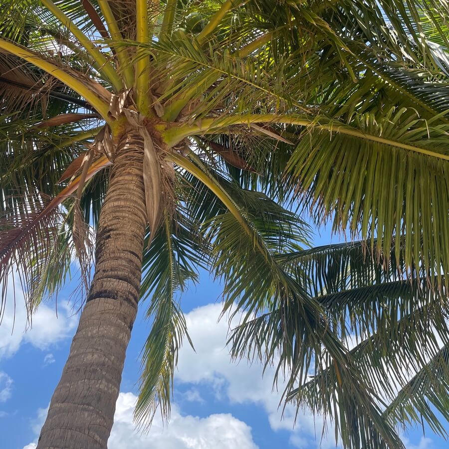 Gazing up at a palm tree, Punta Cana.