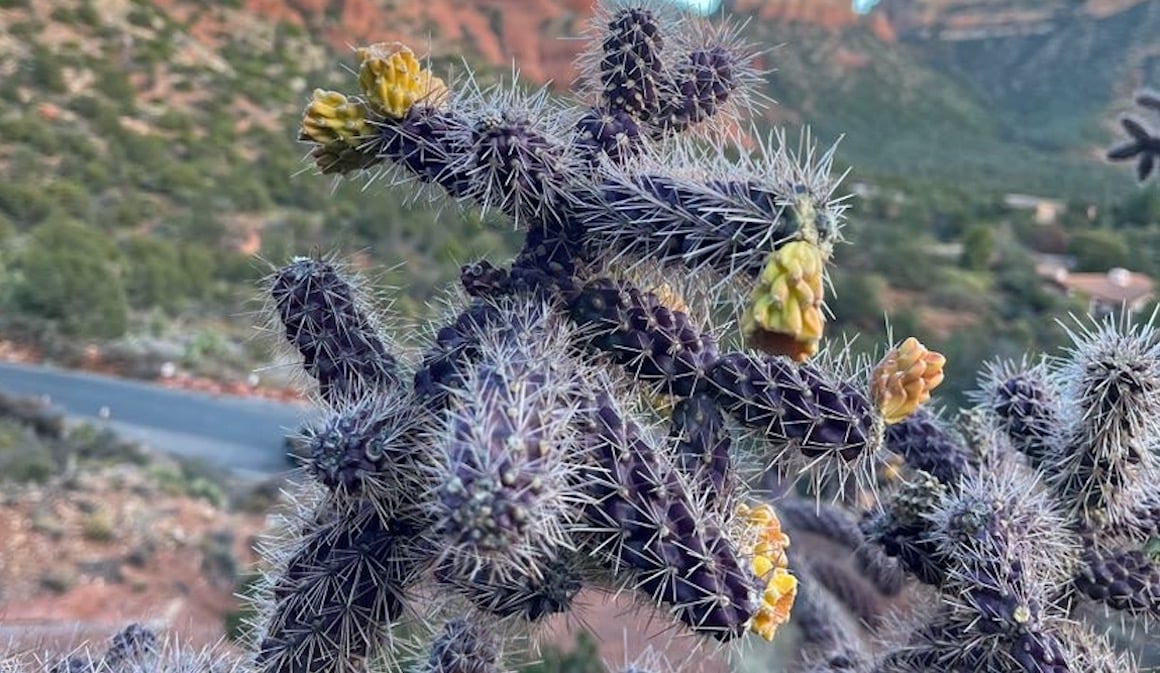 A Cholla Cactus in the desert of Tucson Arizona.
