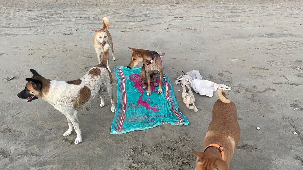 dog take over of my towel and things on a beach