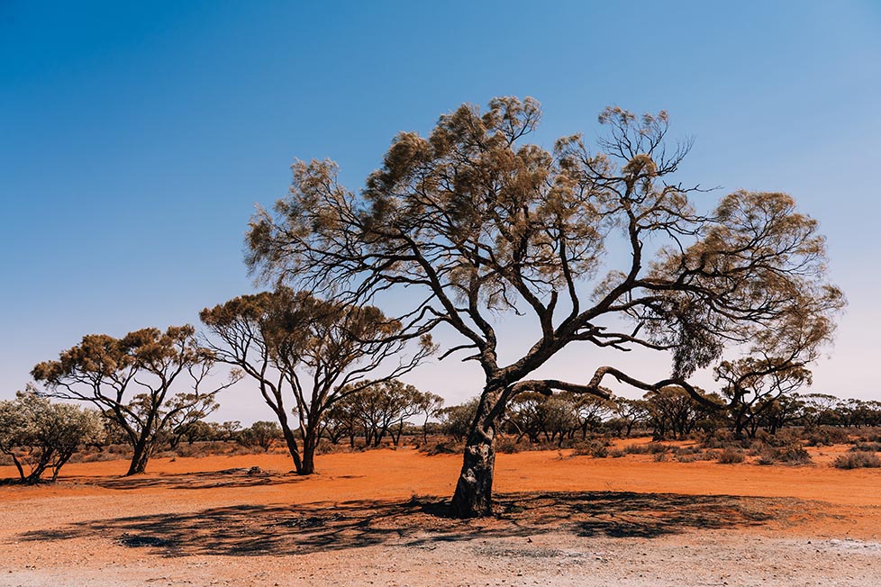 Trees casting a dark shadow amongst red sand and desert in the outback