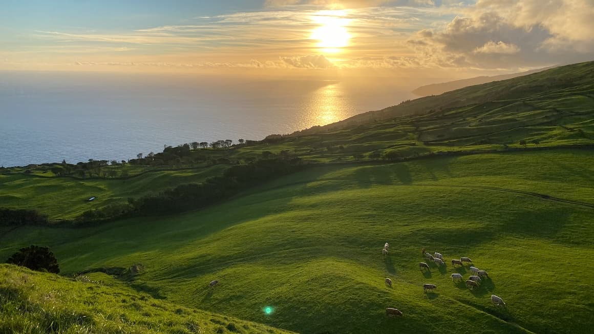 green lush hills with cows eating grass along the coast line with a view of the ocean and the sunset 