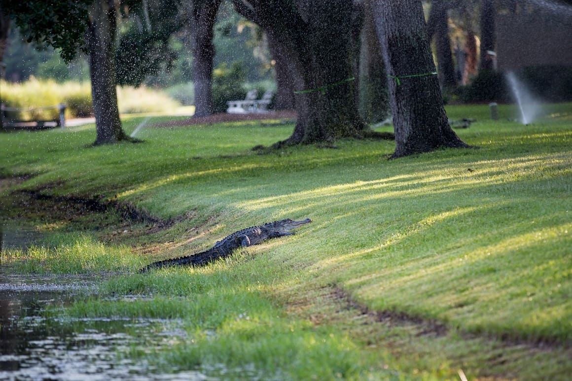 alligator in the grass in hilton head