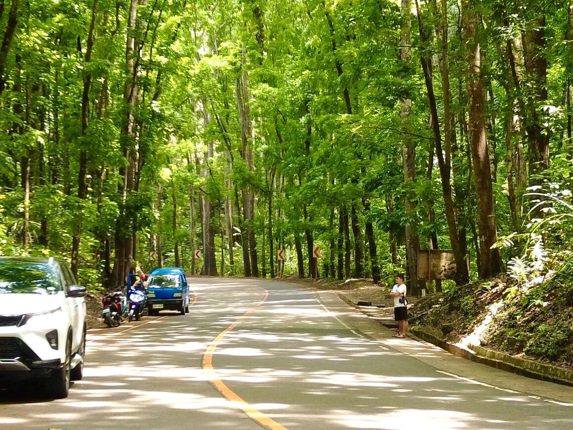 man-made-forest road in bohol