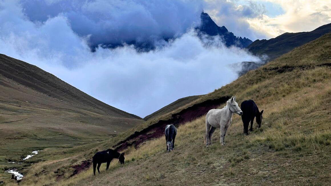 Some donkeys and horses in a valley with low cloud blowing through a valley with mountains hidden behind in Peru