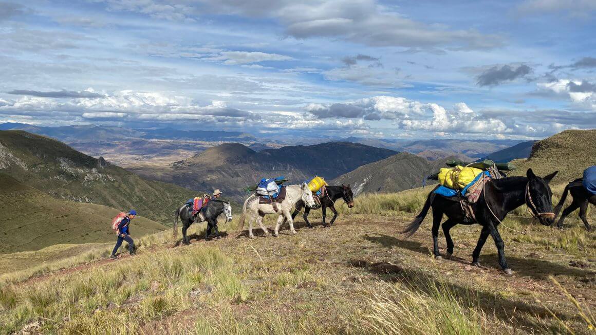 A group of donkeys carrying supplied on a hike in the mountains of Peru on the Inca trail