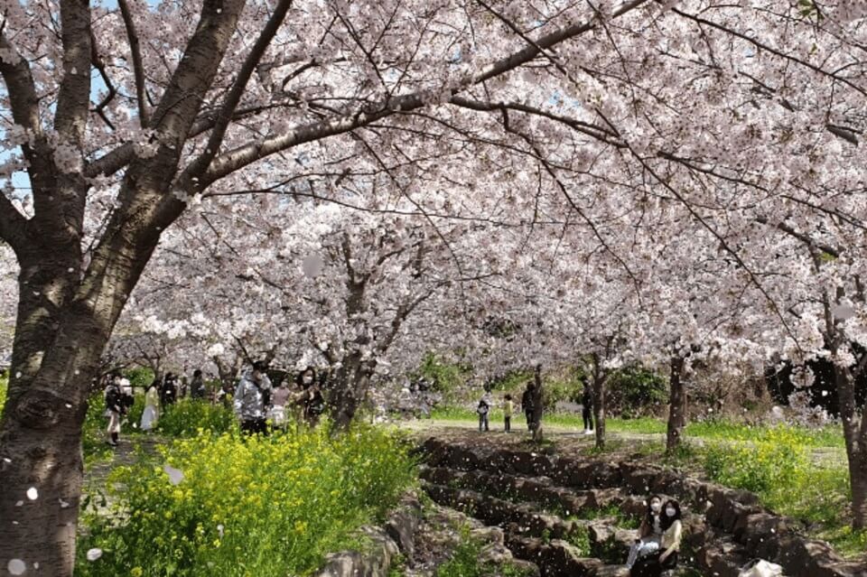 Cherry Blossom Blooms at Camellia Hill Botanical Gardens