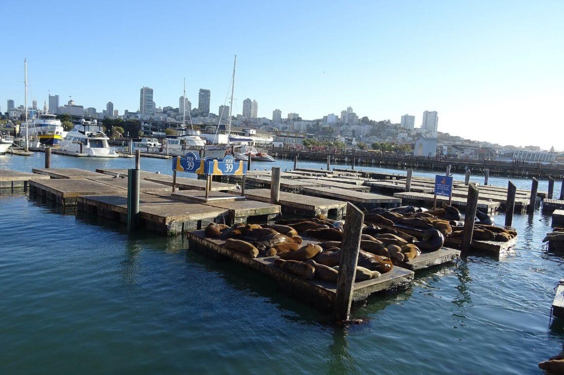 sea lion at embarcadero bay pier 39