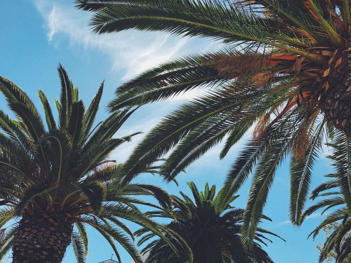Jardines de la Victoria palm tree clear skies