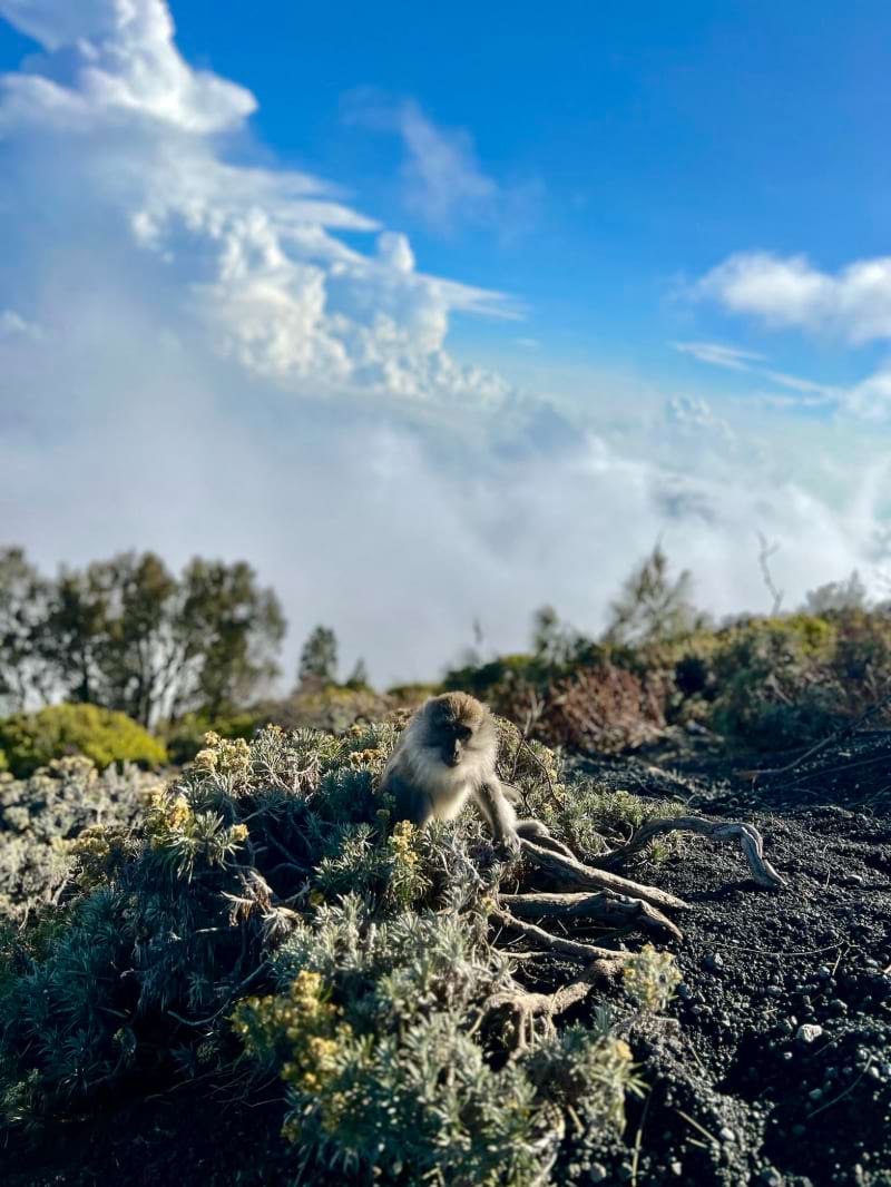 mount rinjani mountain volcano monkey hike trek