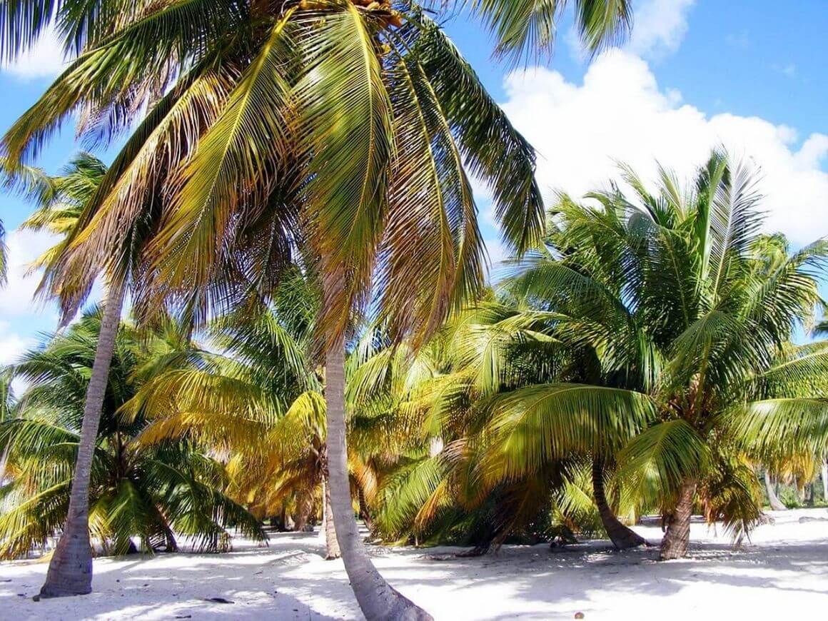 dominica palm beach