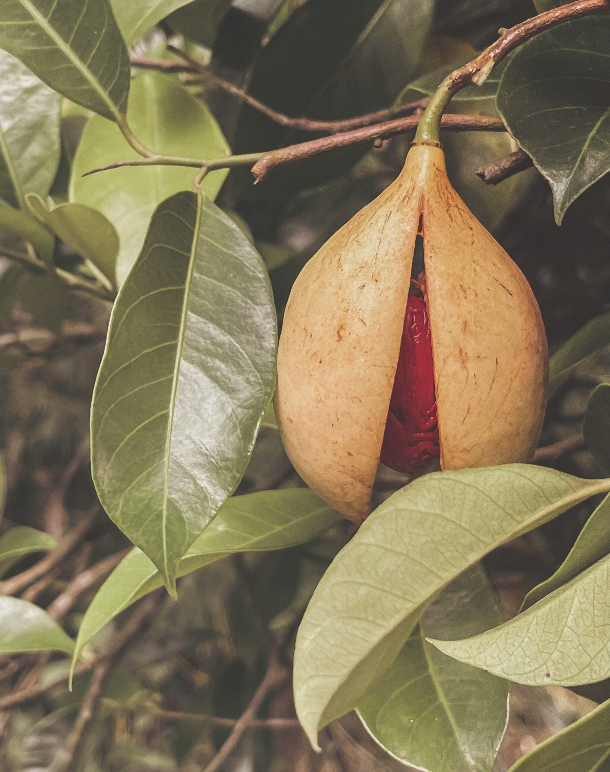 grenada spice tree