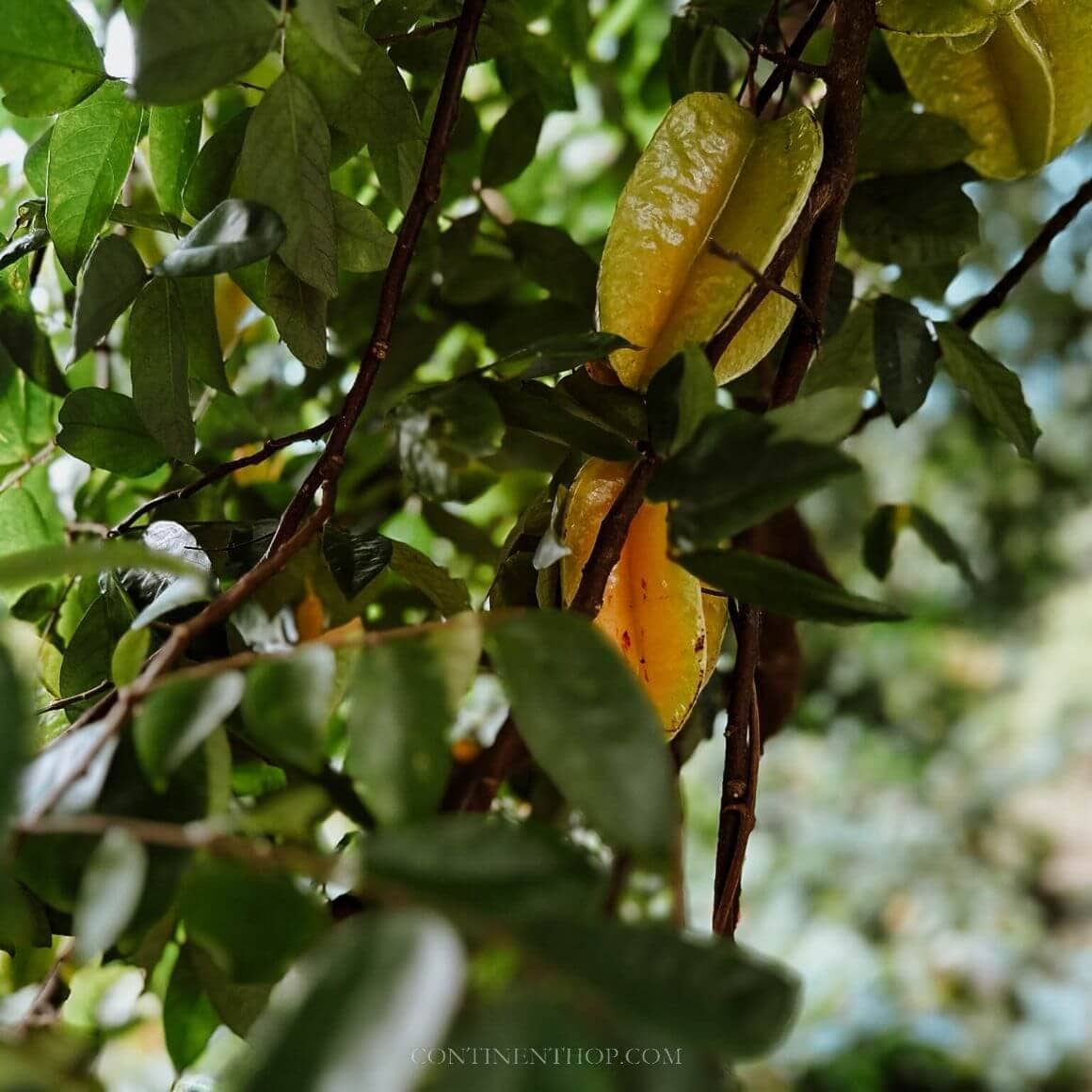 grenada-spice-exploration-continent-hop-2