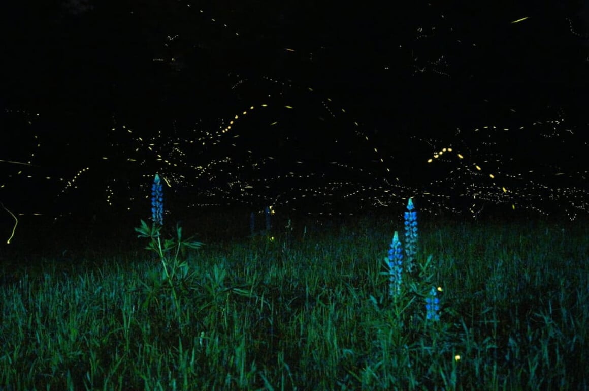Embark on a Firefly Watching Tour