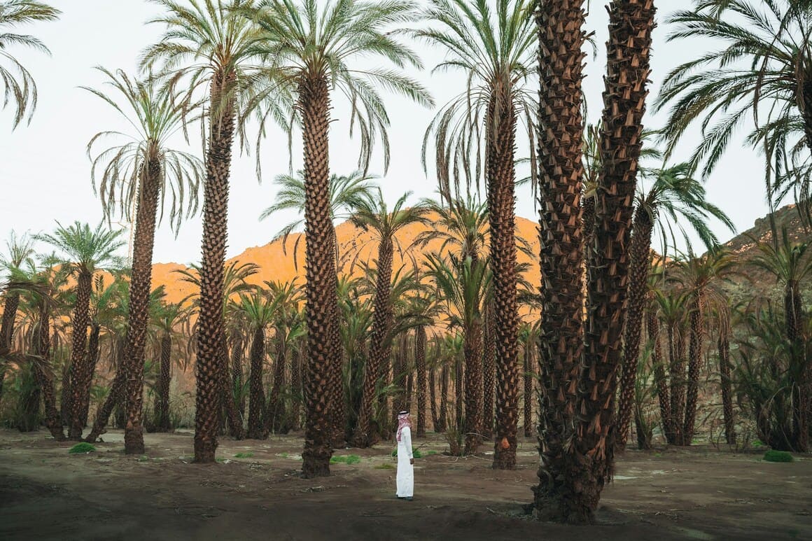 row of palm trees saudi arabia
