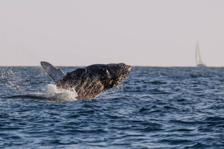 The Best Time to Swim With Humpback Whales in Moorea