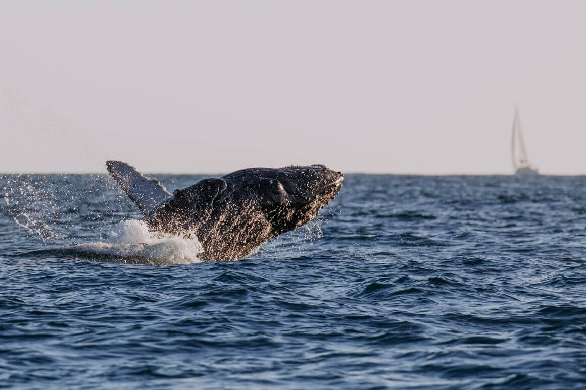 cabo san lucas humpback whale jumping out of the water