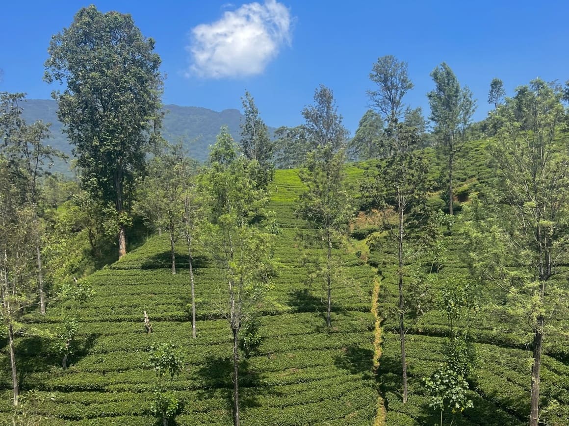 sri lanka nuwara eliya tea plantation fields