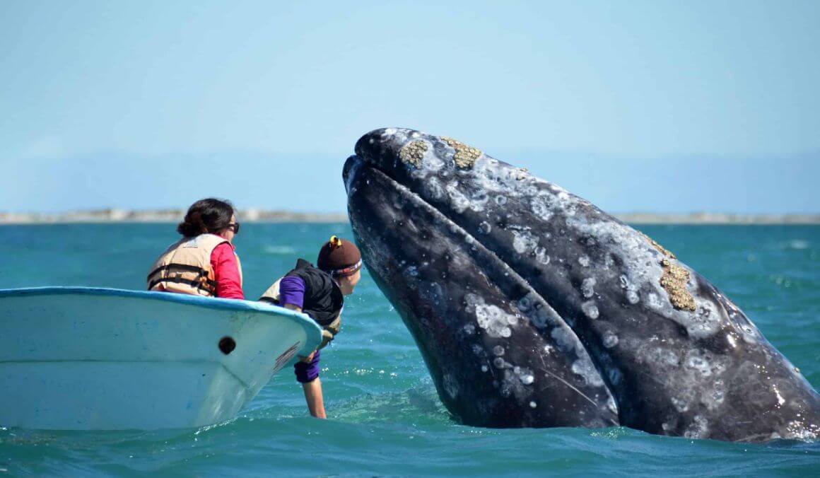 Gray Whale and Glamping Adventure