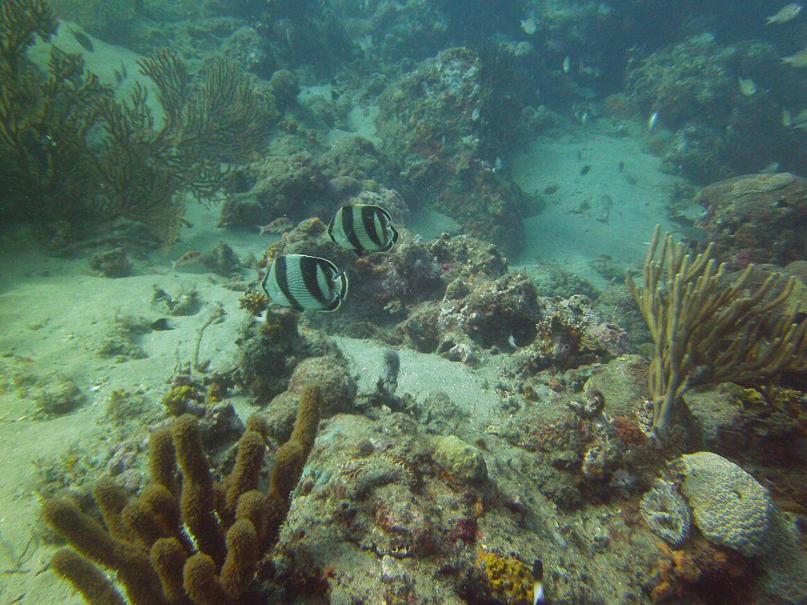 Tayrona National Park underwater diving shot