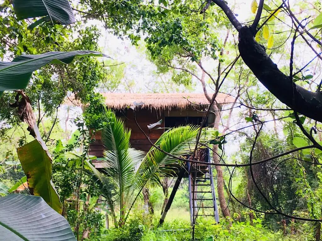 Tree House Hostel Sigiriya