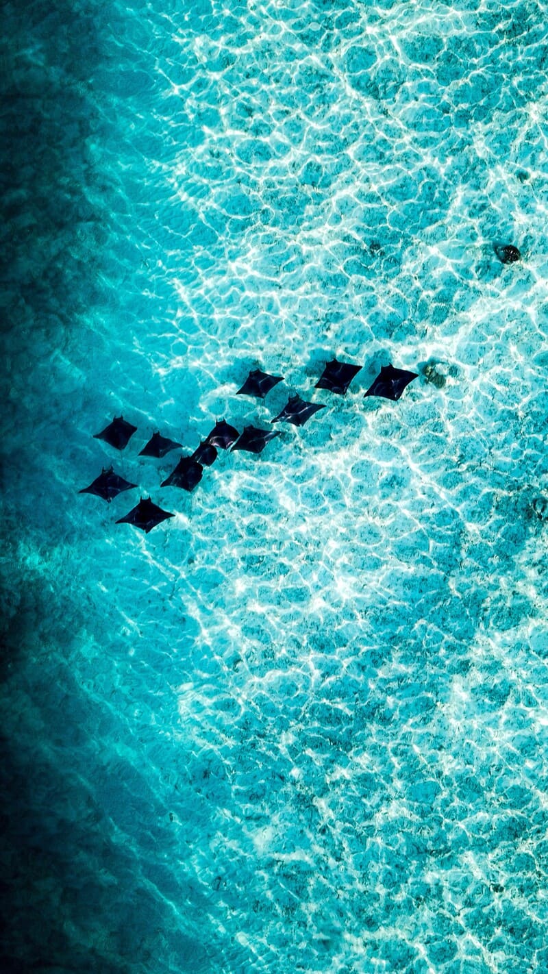 drone shot of mobula rays