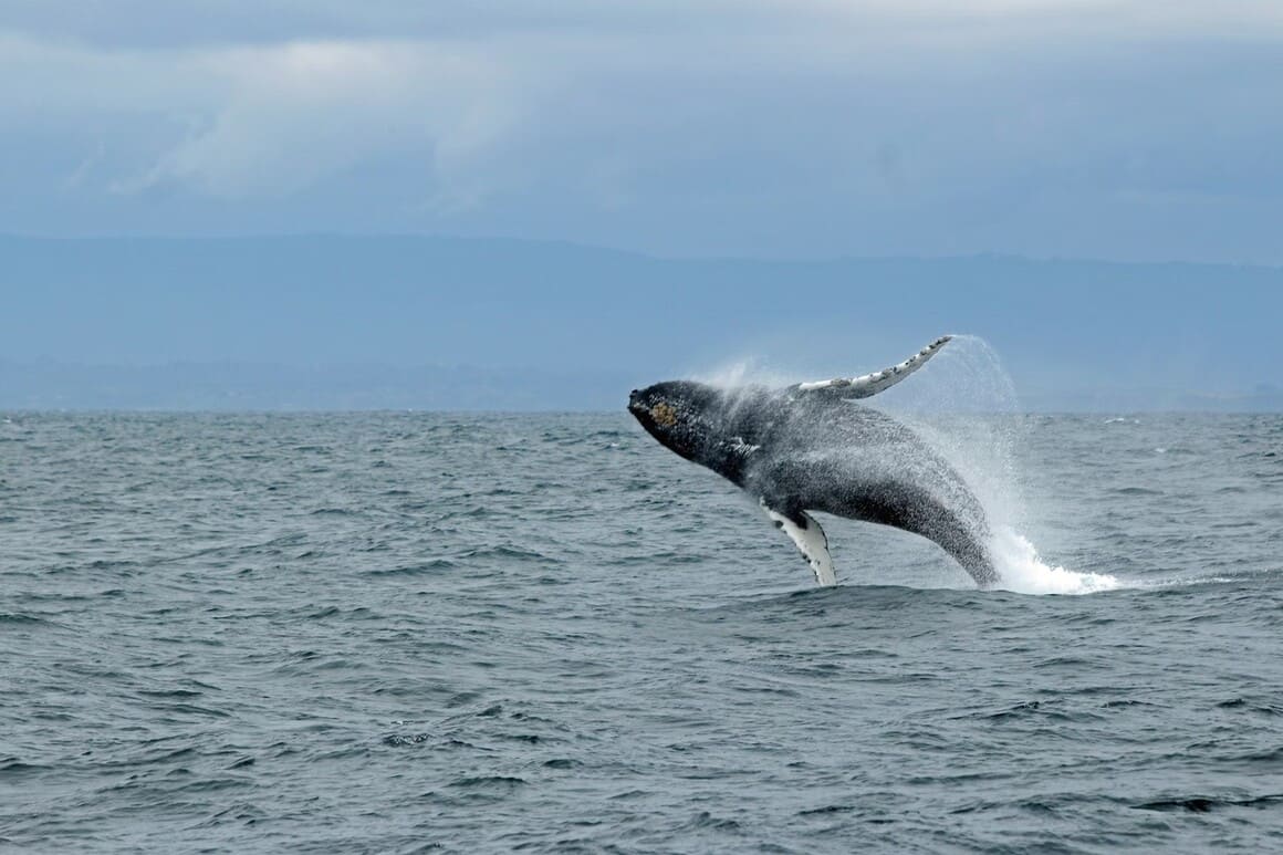 humpback breaching water