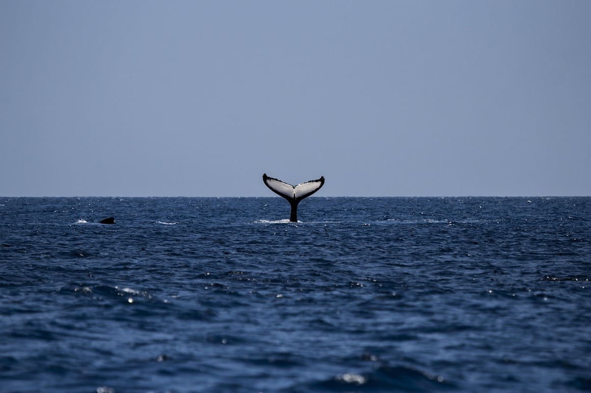 humpback whale in the waters of baja