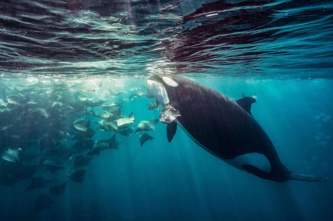 Ocean Safari in La Ventana With Mobula Rays and Orcas