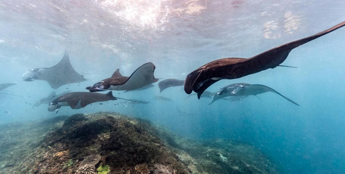 school of rays swimming