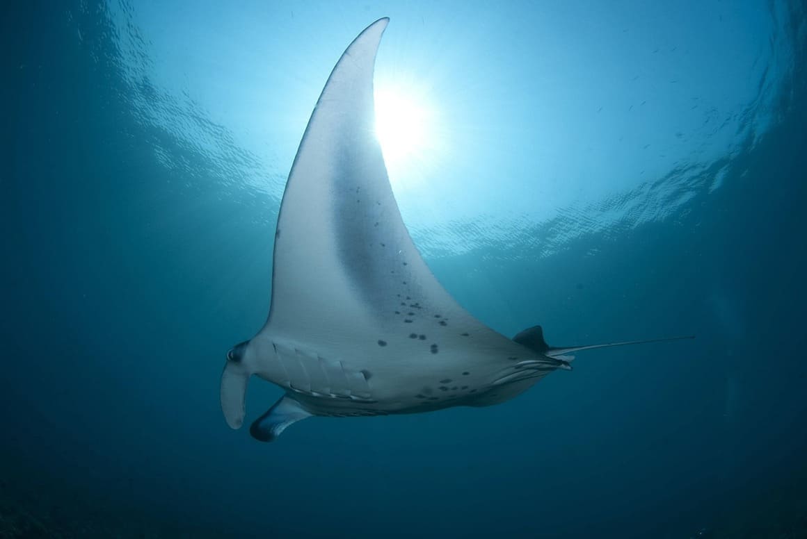 solo ray swimming through water