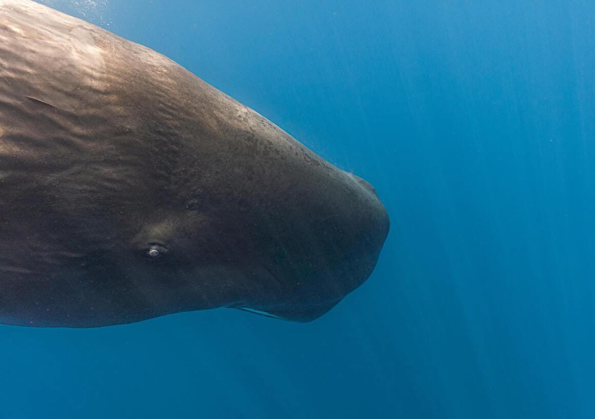 sperm whale in the water