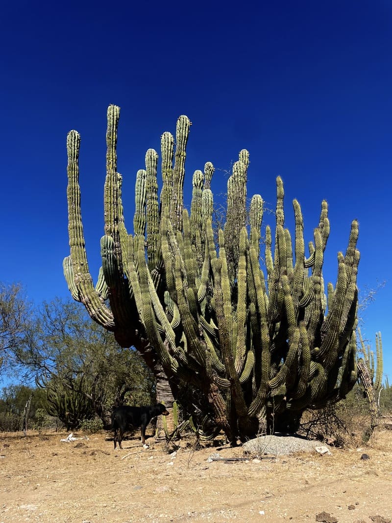 mexico baja cactus desert