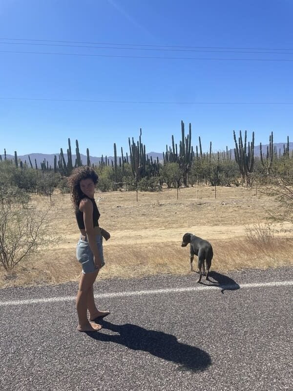 mexico baja cactus dog desert