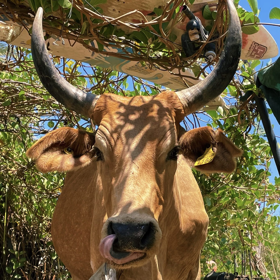 mexico baja cow
