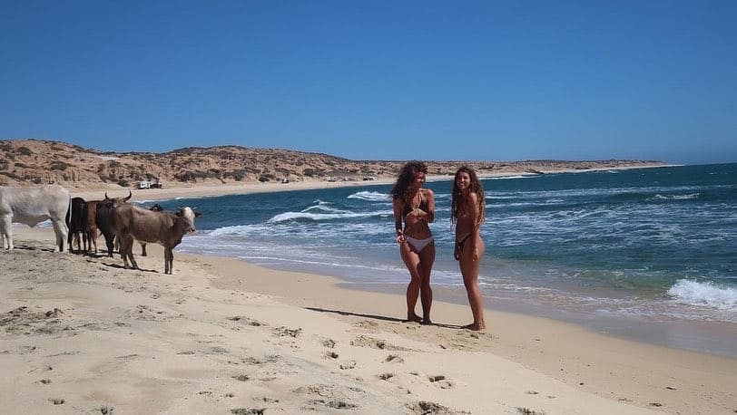 mexico baja cows beach girls sand