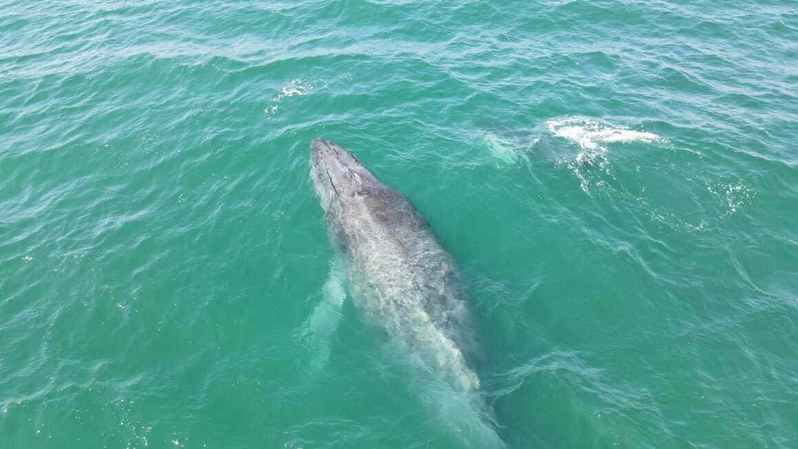 mexico baja grey whales watching tour