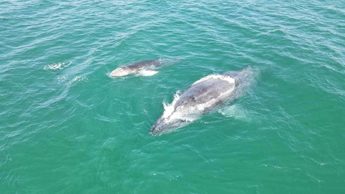 mexico baja grey whales breeching out of the blue green water