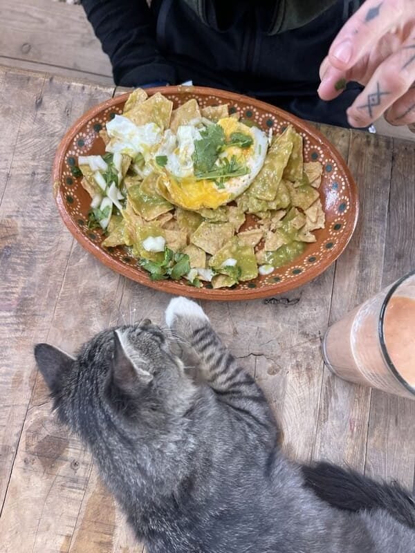 mexico baja mexican food nachos cat