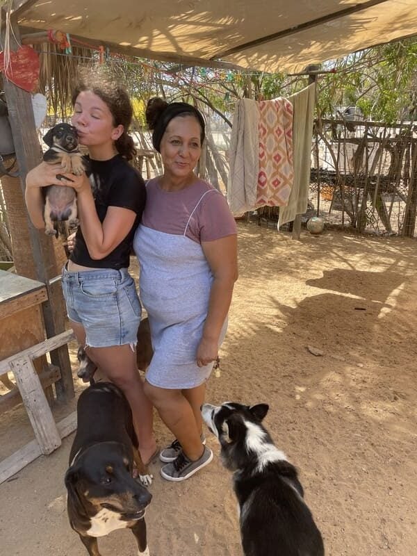 mexico baja puppies dogs