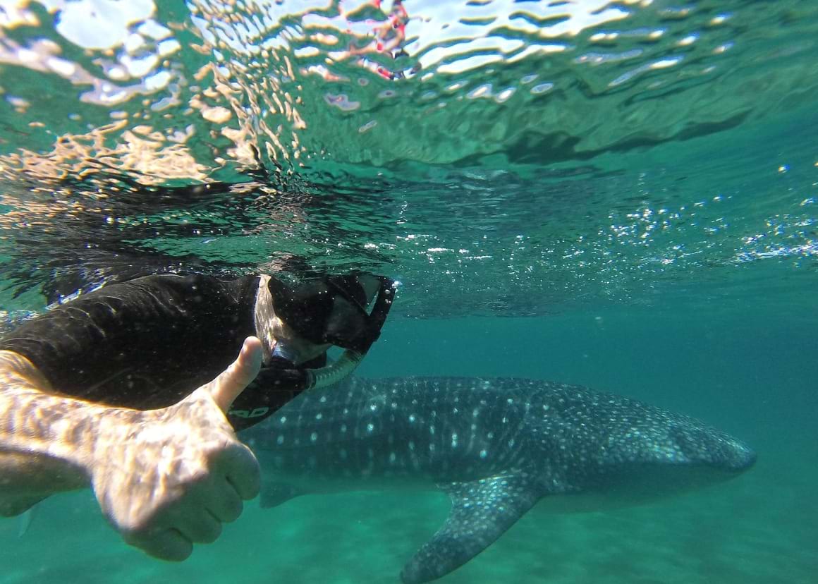Whale Shark Snorkelling Tour
