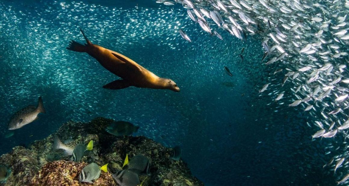Baja Marine Wildlife Adventure
