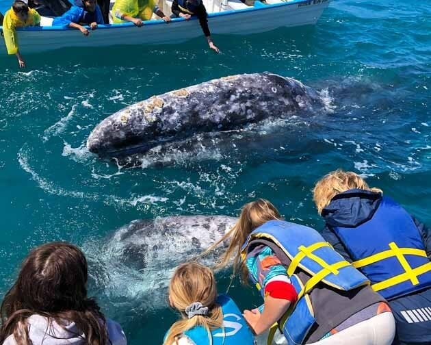 Baja Spirit Grey Whale Expedition