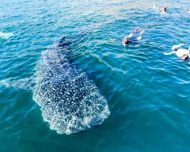 Baja Whale Shark Tour Experience