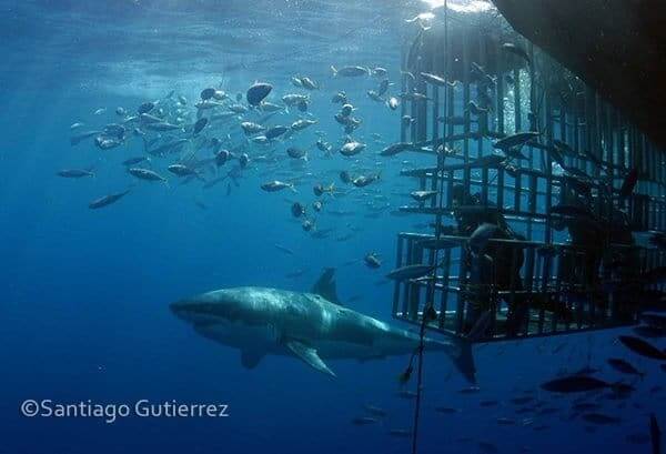Great White Shark Diving in Mexico